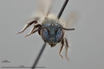Media type: image;   Entomology 793325 Aspect: head frontal view